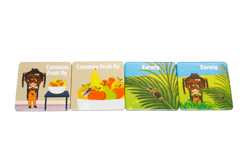 WILLOW INSECT MEMORY GAME